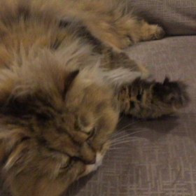 じーちゃまの画像