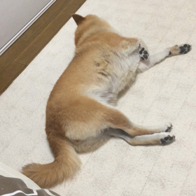 うだうだの画像