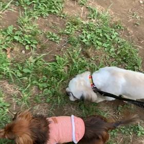 6月1日11わんこと1時間遠足  代々木公園の画像