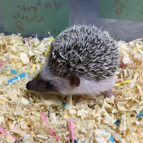 ★☆おハリちゃんと仲良くなろう作戦☆★の画像