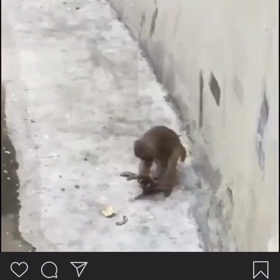 可愛いシェネ！？の画像