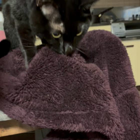 モミモミの画像