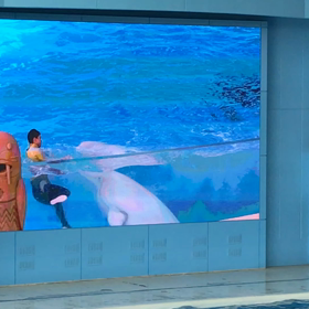 イルカのショーの画像