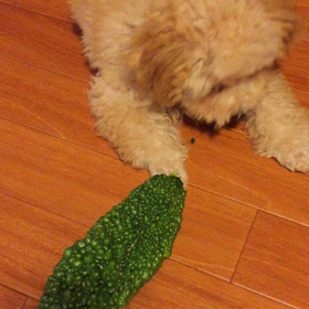 ゴーヤーだいしゅきの画像