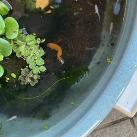 家に帰ってきての癒しタイムの画像