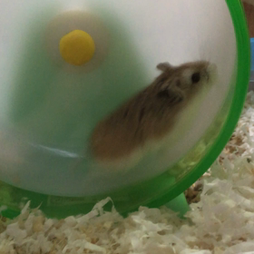 走るハムちゃん  再の画像