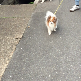 お散歩出来る事の幸せ☆の画像