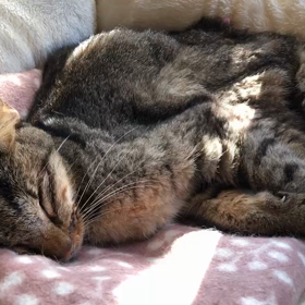 こつぶゆっくりねの画像