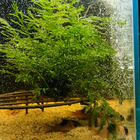 好きなのか？の画像