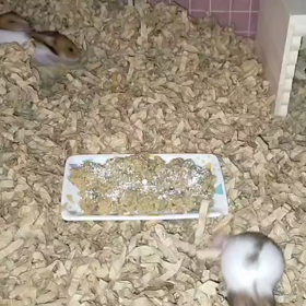 子ハムさん、元気いっぱい！の画像