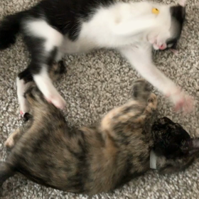 すくすく育ってるよ(=^ェ^=)の画像