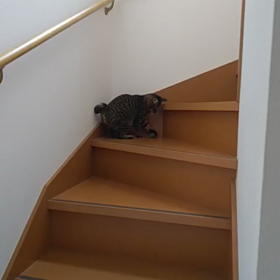 動画 de ボール遊びの画像