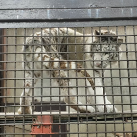 グーナ❤️の画像