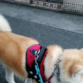 昨日しつけ訓練初日無事終了。訓練用のおやつを朝散歩出発しました。安くて匂い抜群の「こく旨チキン」の画像