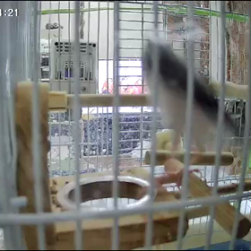 文鳥の日❗の画像