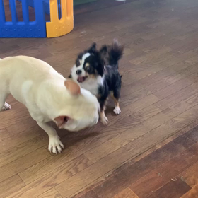 ロース君VSモフちゃんの画像