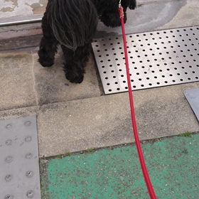 お散歩動画  よつばの画像