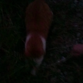 茶大福ちゃん動の画像