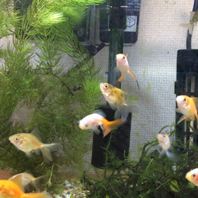 さっき食べたのにの画像