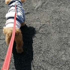 母わんこ17歳、絶好調の画像