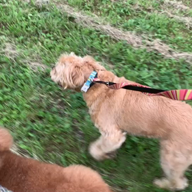 7月19日15わんこと1時間遠足  代々木公園の画像