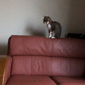 子猫乳歯！マリーが糸食べてる？の画像