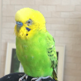 おちゃべり♩の画像