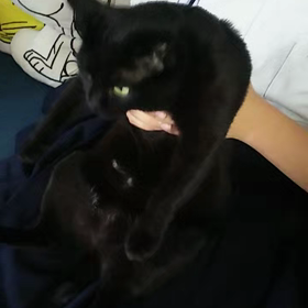 されるがまま(=^ェ^=)の画像