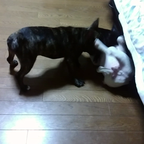 フレンチブルドッグのワンプロ！の画像