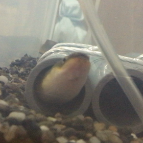 釣りの予定の画像