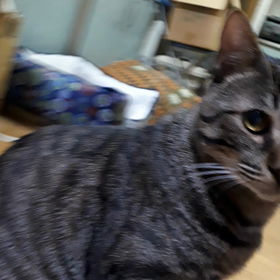 しゃっくり、二太郎の画像