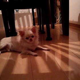 愛犬は寒がりの画像