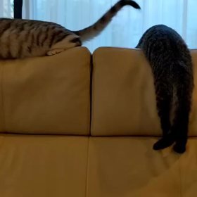 尻尾はオモチャの画像