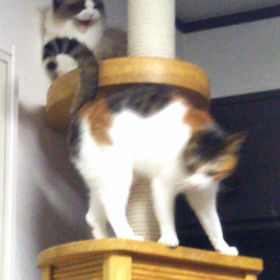 【めぐ】の「め」は・・・の画像