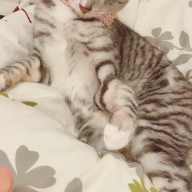 なんだこのヤローの画像