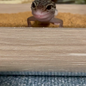 おかわりなの？の画像