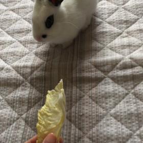 包（ほう）ちゃんと、私の会話♪  ━ラスト━の画像