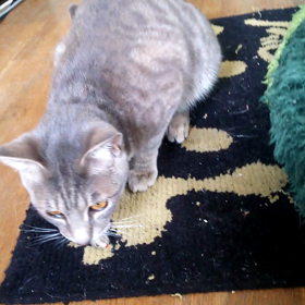 とってこいの画像