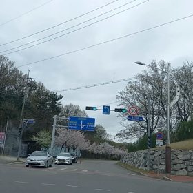 桜並木道を行く〜の画像