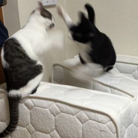 崖っぷちの決闘の画像