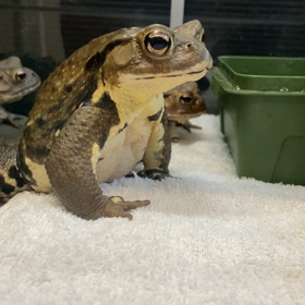 カエルにお野菜は ものづくりと生き物飼育