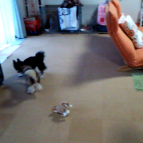 チワワのお遊び( ￣▽￣)の画像