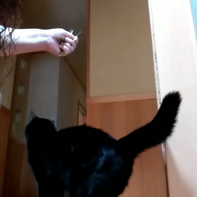 ケダマのキセツの画像