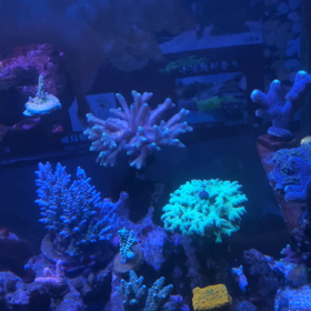 オリジナル冷凍餌の画像