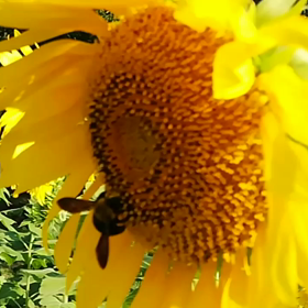 ひまわりと蜂(動画)の画像