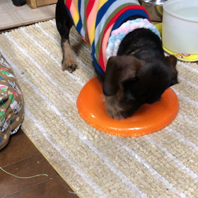 カーセンサーのコマーシャルに使ってもらいたいの画像