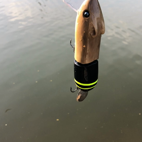 RABBLE ネズミ⁈リス⁈の画像