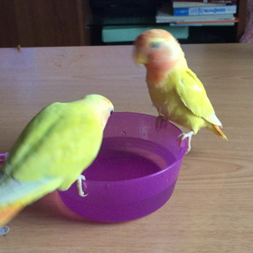 コザクラインコの画像