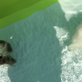 ポちゃん  ちゃっポンの画像