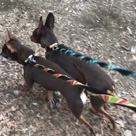 ♪お散歩動画♪代々木公園♪の画像